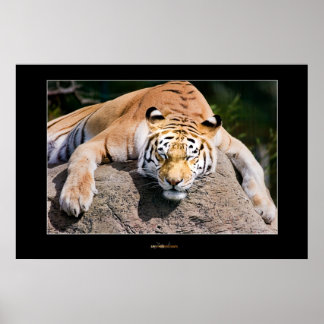 眠っている虎を置く ポスター