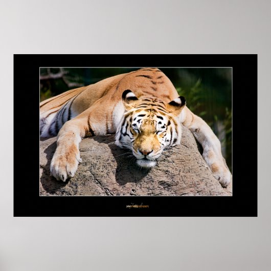 眠っている虎を置く ポスター (正面)