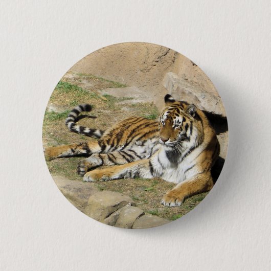 眠っている虎 缶バッジ (正面)