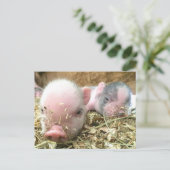 眠っている豚 ポストカード (スタンド正面)