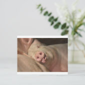 眠っている豚 ポストカード (スタンド正面)