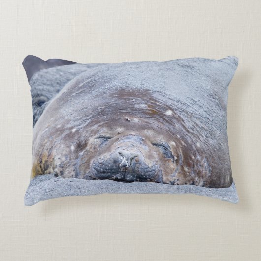 眠っている象のアザラシ アクセントクッション (正面)