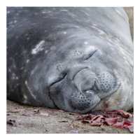 眠っている象のアザラシ