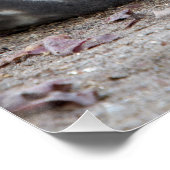 眠っている象のアザラシ ポスター (コーナー)