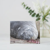 眠っている象のアザラシ ポストカード (スタンド正面)