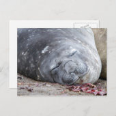 眠っている象のアザラシ ポストカード (正面/裏面)