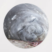 眠っている象のアザラシ ラベル (デザイン2)