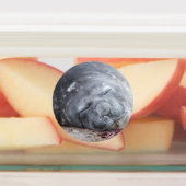 眠っている象のアザラシ ラベル (貼付)