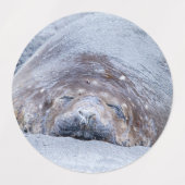 眠っている象のアザラシ ラベル (デザイン2)