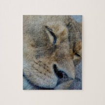 眠っている雌ライオン