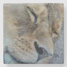 眠っている雌ライオン ストーンコースター