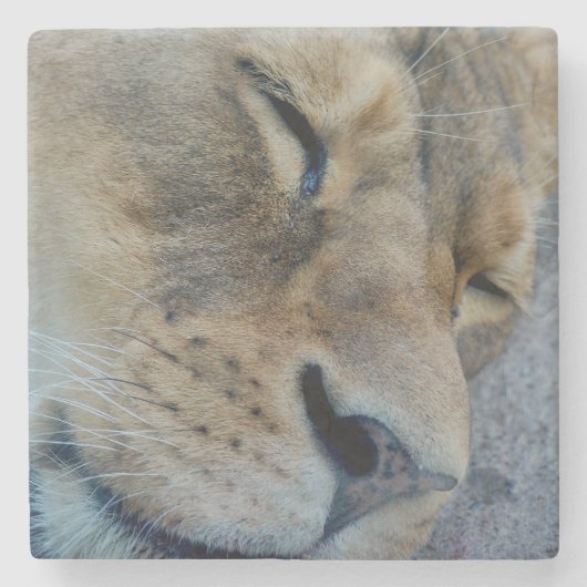 眠っている雌ライオン ストーンコースター (正面)