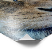 眠っている雌ライオン フォトプリント            (角)