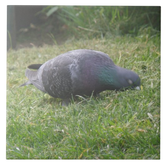 眠っている鳩のタイル タイル (正面)