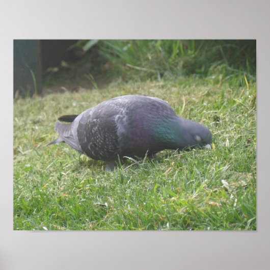 眠っている鳩のプリント ポスター (正面)