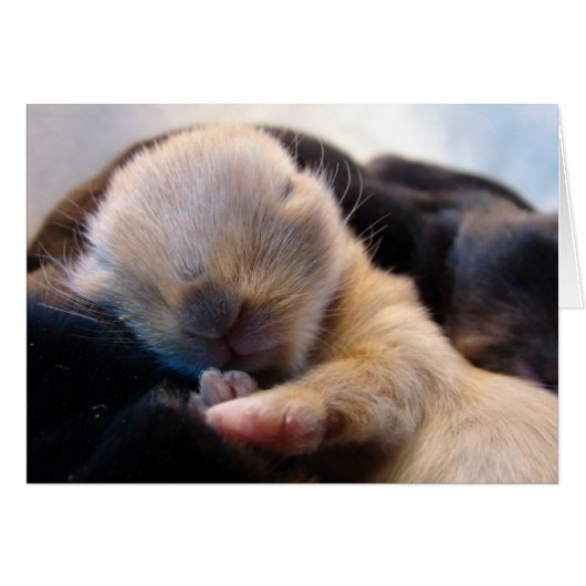 眠っている (正面横)