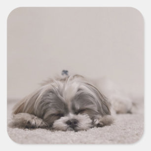 眠りシーズー(犬)tzuシール、眠り犬 スクエアシール
