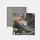 眠りパンダのクマ磁石 マグネット (正面/裏面)