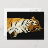 眠るアムールのはがき ポストカード (正面/裏面)