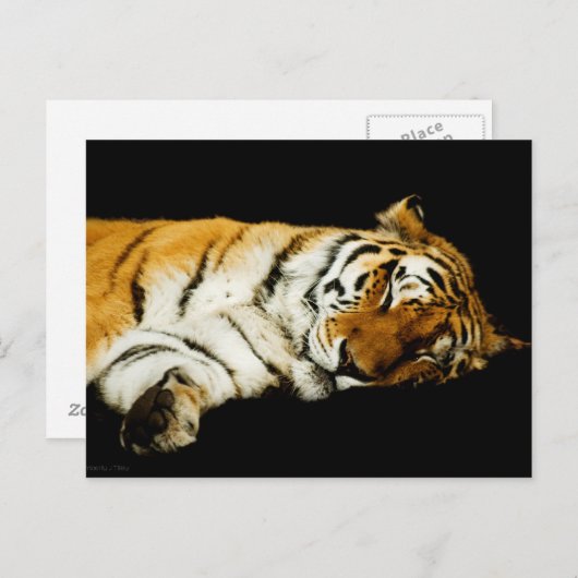 眠るアムールのはがき ポストカード (正面/裏面)