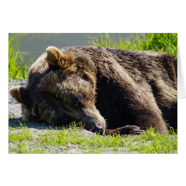 眠るアラスカグリズリーベア (正面横)