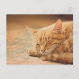 眠るオレンジタビー猫 ポストカード