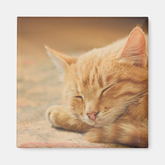 眠るオレンジタビー猫 マグネット