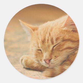 眠るオレンジタビー猫 ラウンドシール