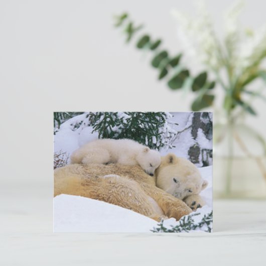 眠るクマ ポストカード (スタンド正面)