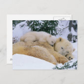 眠るクマ ポストカード (正面/裏面)