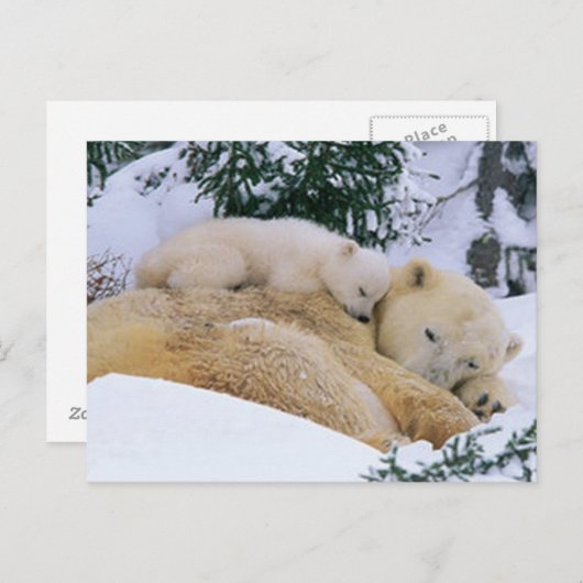 眠るクマ ポストカード (正面/裏面)