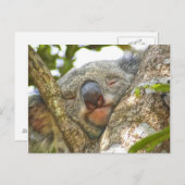 眠るコアラ熊はがき ポストカード (正面/裏面)