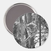 眠るコアラ熊～磁石 マグネット (正面/裏面)