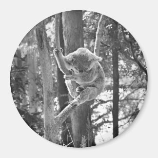 眠るコアラ熊~磁石 マグネット