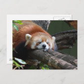 眠るパンダのクマのはがき ポストカード (正面/裏面)