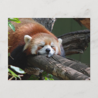 眠るパンダのクマのはがき ポストカード