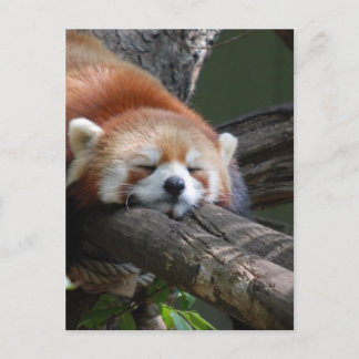 眠るパンダのクマのはがき ポストカード