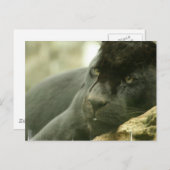 眠るヒョウの葉書 ポストカード (正面/裏面)