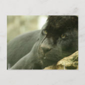 眠るヒョウの葉書 ポストカード (正面)