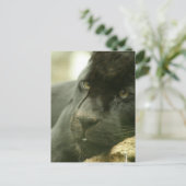 眠るヒョウの葉書 ポストカード (スタンド正面)