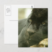 眠るヒョウの葉書 ポストカード (正面/裏面)