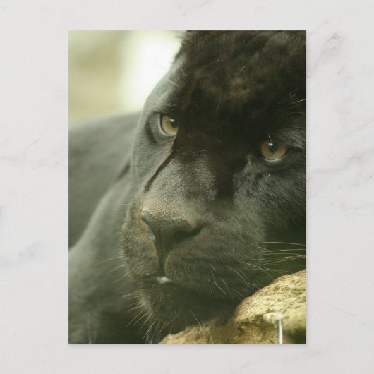 眠るヒョウの葉書 ポストカード (正面)