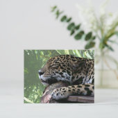 眠るフロリダジャガー、淡い緑の前髪 ポストカード (スタンド正面)