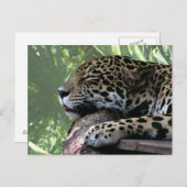 眠るフロリダジャガー、淡い緑の前髪 ポストカード (正面/裏面)