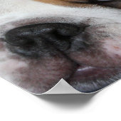 眠るブルドッグのポスター ポスター (角)