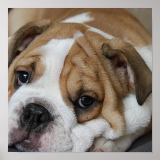 眠るブルドッグのポスター ポスター (正面)