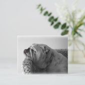 眠るブルドッグ ポストカード (スタンド正面)