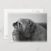 眠るブルドッグ ポストカード (正面/裏面)