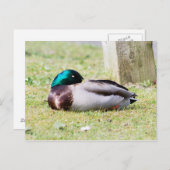 眠るマラード ポストカード (正面/裏面)