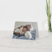 眠る三毛猫 カード (正面)